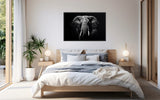 Eyes of the Wild: The Elephant's Gaze