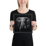 Eyes of the Wild: The Elephant's Gaze