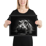 Eyes of the Wild: The Hippopotamus's Gaze