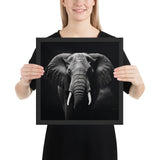 Eyes of the Wild: The Elephant's Gaze
