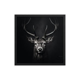 Eyes of the Wild: The Deer's Gaze