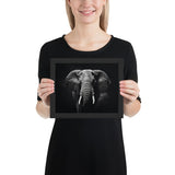 Eyes of the Wild: The Elephant's Gaze