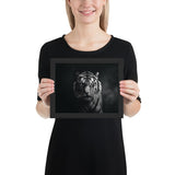 Eyes of the Wild: The Tiger's Gaze