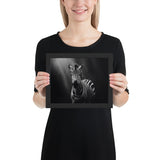 Eyes of the Wild: The Zebra's Gaze