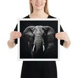 Eyes of the Wild: The Elephant's Gaze