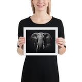 Eyes of the Wild: The Elephant's Gaze