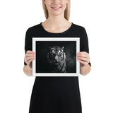 Eyes of the Wild: The Tiger's Gaze
